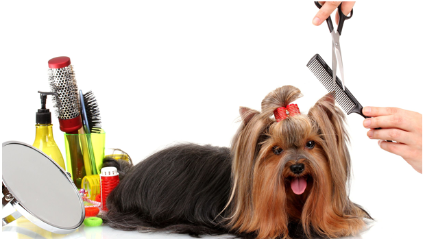 Pet-Grooming-Al Ain