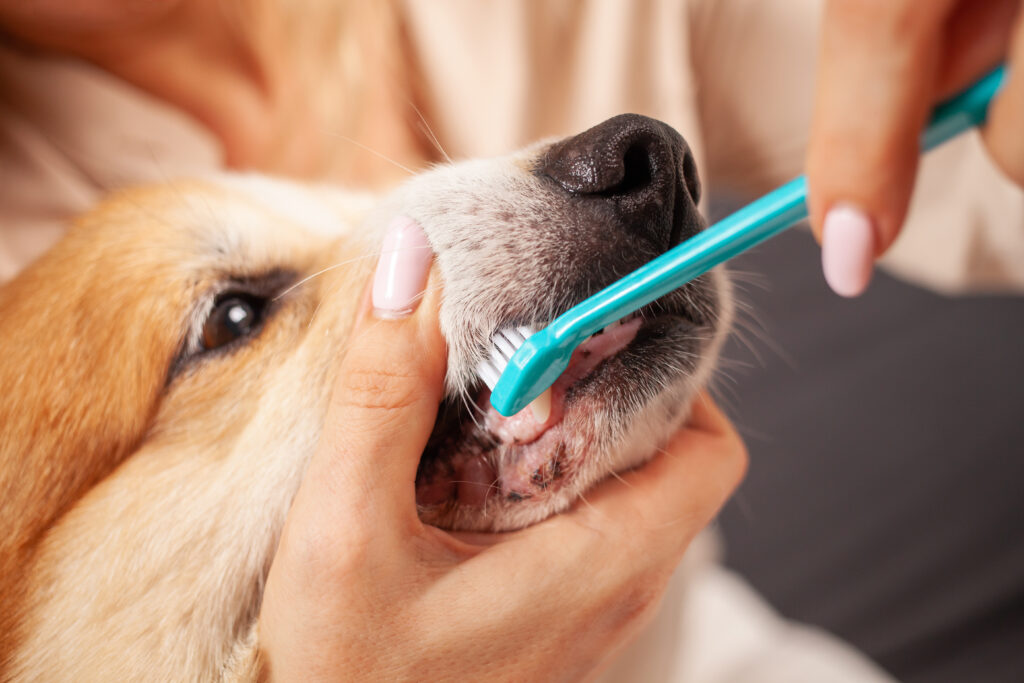 pet-dental-care al ain